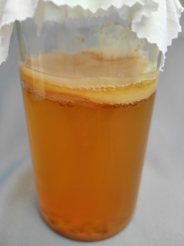 Jun scoby - Broertje van kombucha