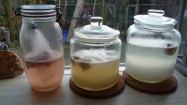 Zelf waterkefir maken