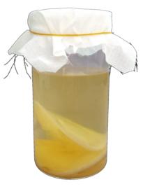 Jun scoby - Broertje van kombucha