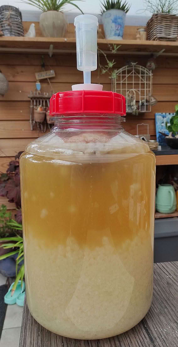 Een van onze 10 liter vaten met verse waterkefirkorrels. Onze productie-batch, gebruikt voor iedereen die water kefir korrels kopen.