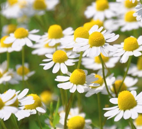 Kamille, of camomile huidverzorging EN probiotica huidverzorging. Een ijzersterk koppel. Kamille wordt verwerkt in menig huidverzorgingsproduct.