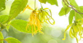 Wasparfum Ylang Ylang Intens - 50 ml