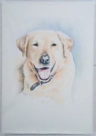 Labrador, aquarelverf