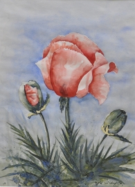 Papavers aquarelverf