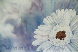 Witte Gerbera, aquarelverf