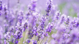 Wasparfum Lavendel 50 ml