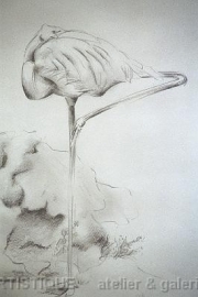 Flamingo, potlood