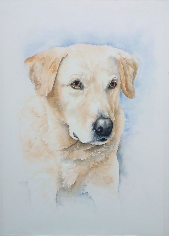 Aquarel hond opdracht aquarelverf