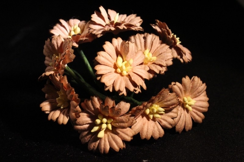 WILD ORCHID CRAFTS - LIGHT BROWN COSMOS DAISIES