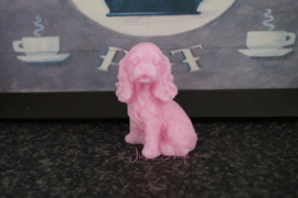 Cocker Spaniel 8