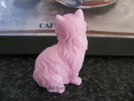 Perzische kat