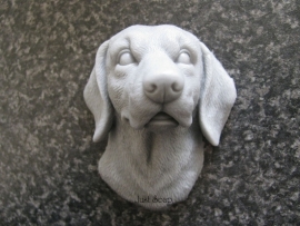 Weimaraner