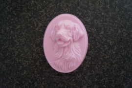 Golden Retriever 7