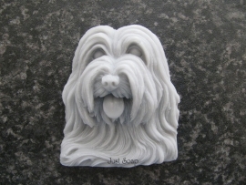 Bearded Collie