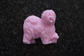 Old English Sheepdog 2