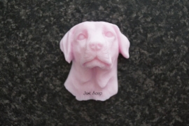Labrador 3