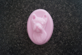 Franse Bulldog 5