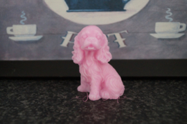 Cocker Spaniel 8