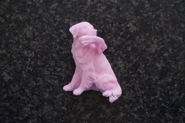 Golden Retriever met krant