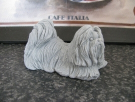 Shih Tzu 2