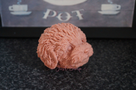 Labradoodle 2