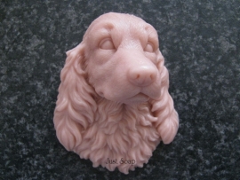 Cocker Spaniel 2