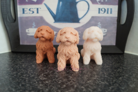 Labradoodle 1
