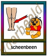 Scheenbeen