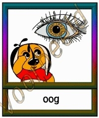 Oog