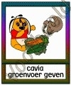 Cavia groenvoer geven - DIE