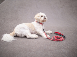 Dog Copenhagen Urban Rope Leash zwart & rood