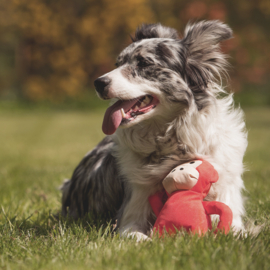 Hondenspeelgoed Beco Plush Toy - Aap