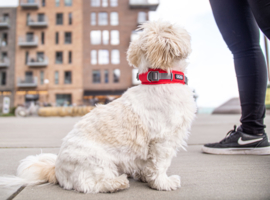 Dog Copenhagen Urban Halsband Zwart & Rood