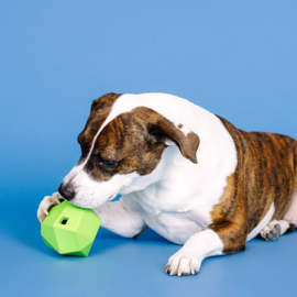 Hondenspeelgoed PetShop by Fringe Studio - Having a ball