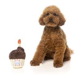 Hondenspeelgoed FuzzYard Birthday Cupcake