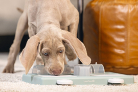 Hondenspeelgoed Beeztees Puppy Trainingsspel Riff - hondenpuzzel