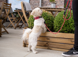 Dog Copenhagen Urban Halsband Zwart & Rood