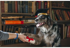 Hondenspeelgoed P.L.A.Y. Pet  Grad cap & Diploma toy