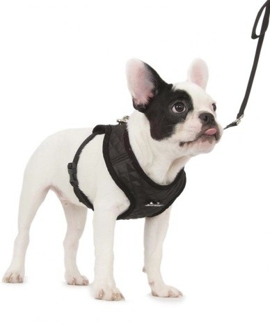 bemanning een paar boete Puppy Angel Diva Broach Soft Harnas met Riem Zwart S | SALE  Hondenhalsbanden | WOEFERS online winkelen voor je hond