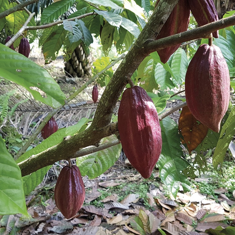 Adopteer een Cacaoboom!!