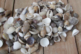 Schelpen 150 gram (nr 16)