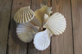 schelpen wit/naturel 150 gram (nr 8)