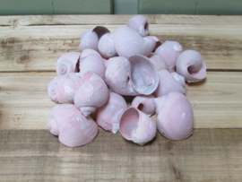 Schelpen  kokkels zacht roze (nr 21) 75 gram