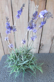 Lavendel plant kunst (nr 119)