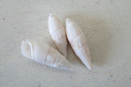 Schelpen wit/beige  tinten 180  gram (nr 65)