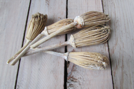 Bezempjes 5 stuks 10-13 cm (nr138)