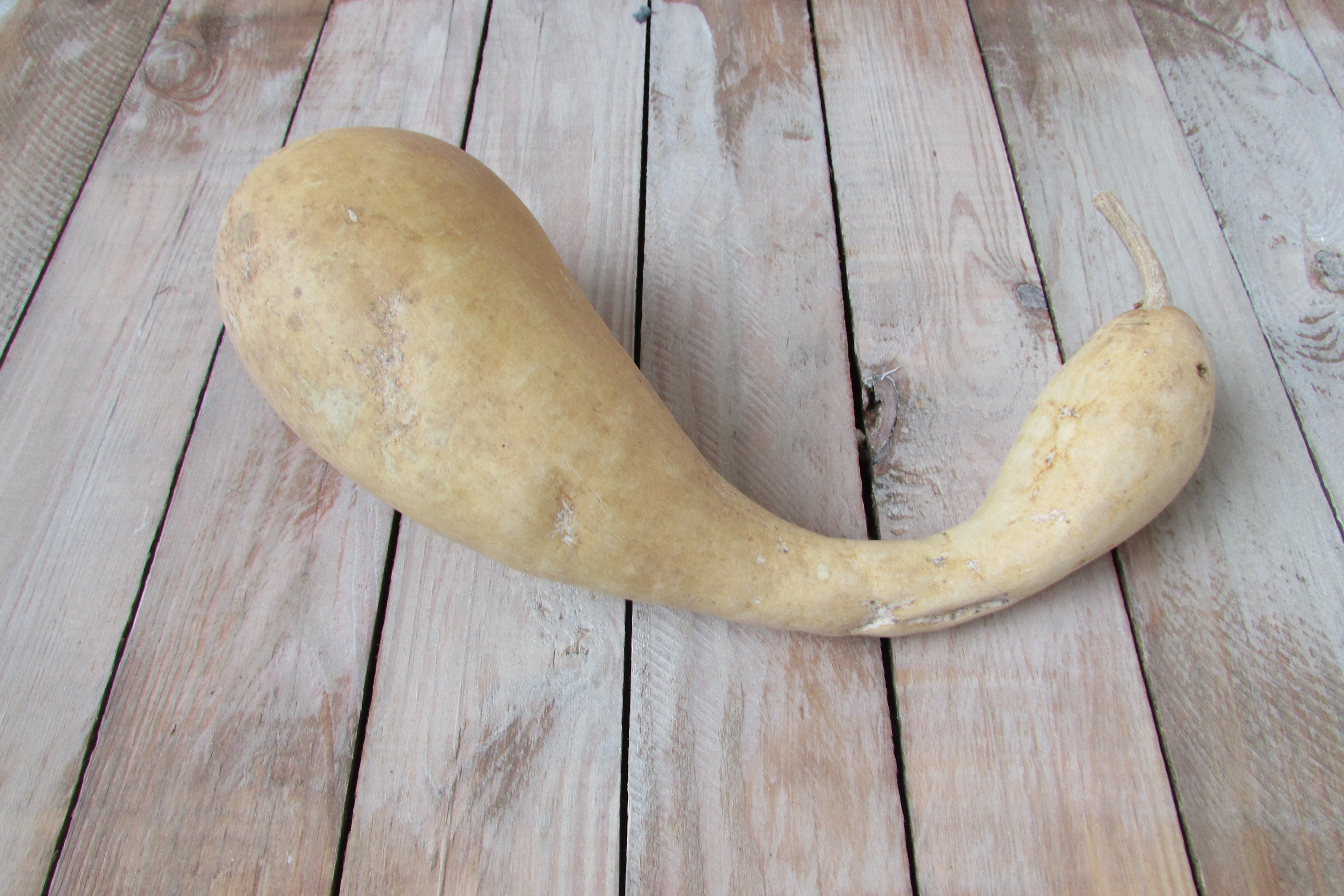Fleskalebas gedroogd  27x8 cm (nr 4)