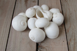 Schelpen 160 gram (nr 18)