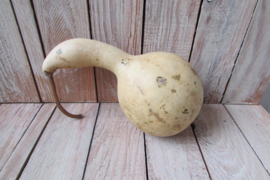 Gedroogde kalebas 24x9 cm (nr 20)
