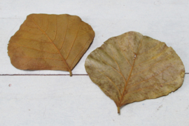 Gedroogde bladeren 13 cm 10 stuks